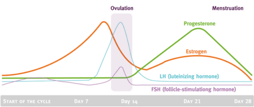 phases-of-menstrual-cycle