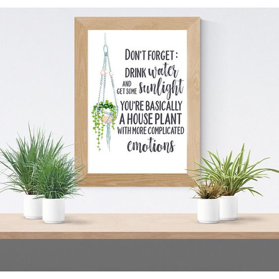 complicated houseplant